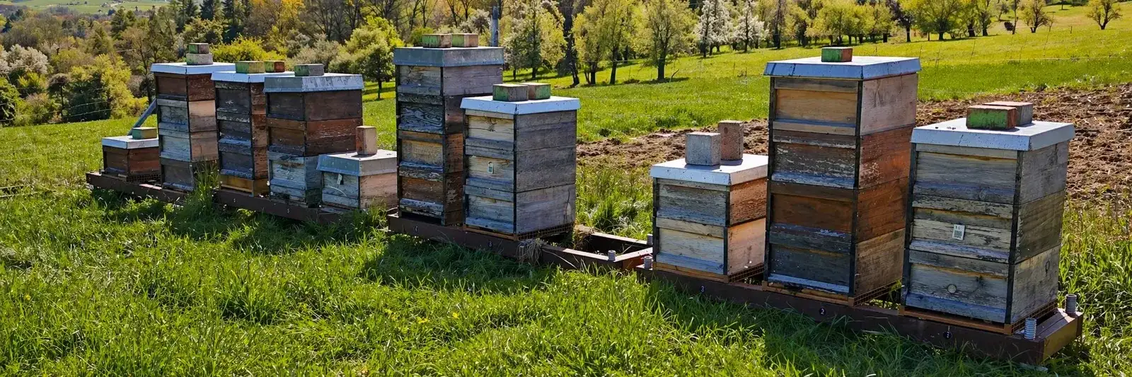 Bienenstand mit mehreren Beuten auf einer Streuobstwiese im Frühling