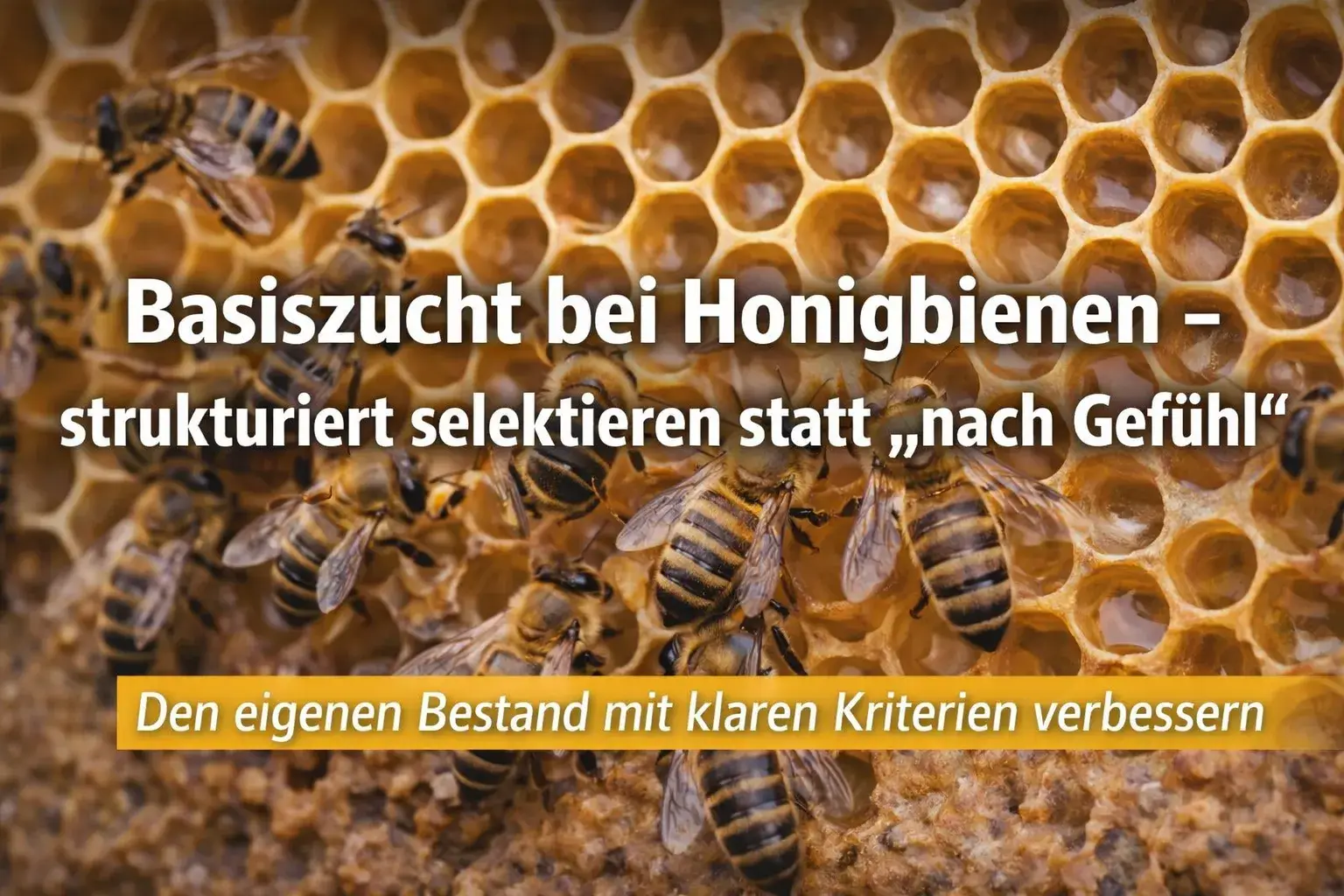 Banner Basiszucht