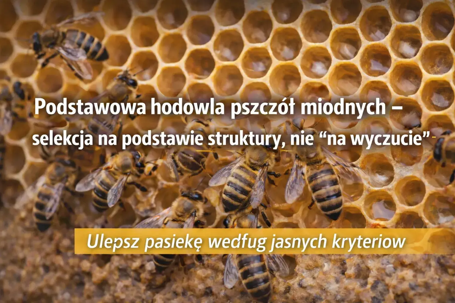 banner basiszucht