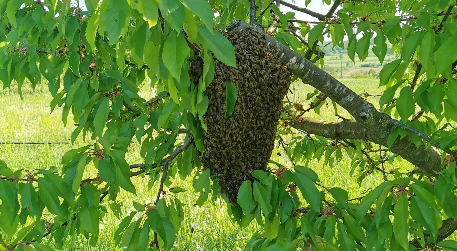 check-after-the-cold-phase-how-to-prevent-swarms-in-time