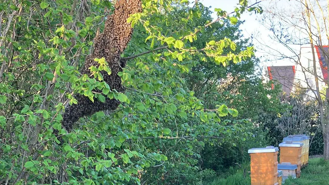 Colony swarmed – no honey anymore? Not necessarily.