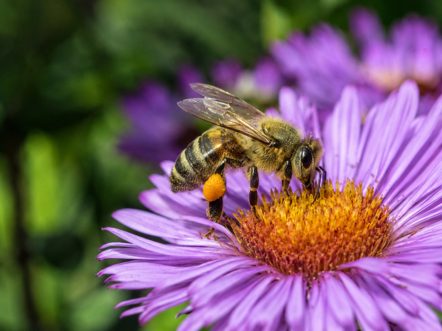 Die nächsten Wochen entscheiden über die Qualität Ihrer Winterbienen